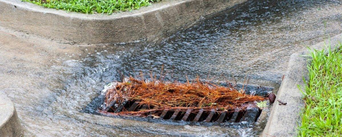 Storm drain filling with pine needles