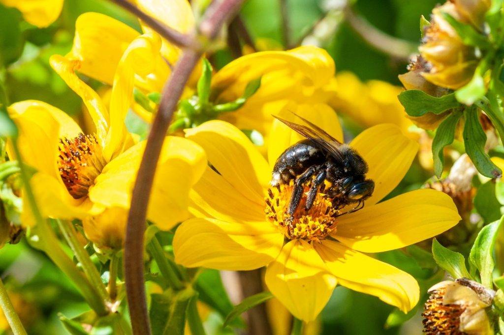 A honey bee sitting on a yellow flower