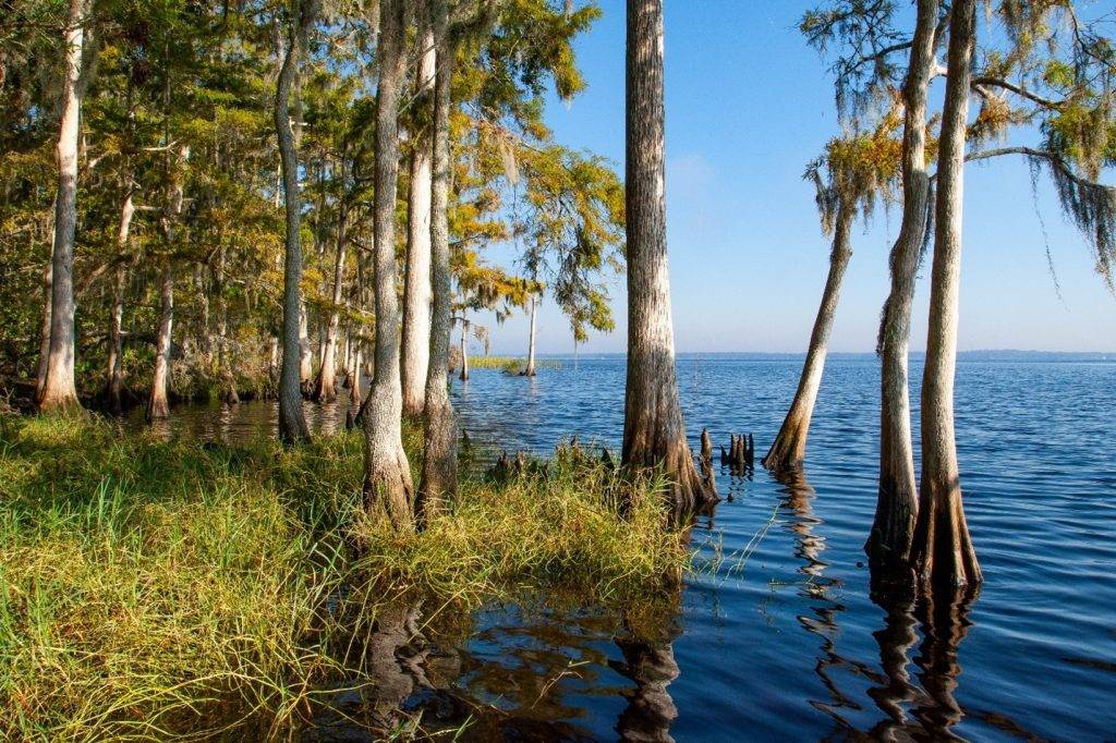 Trees growing at the shore of a lake
