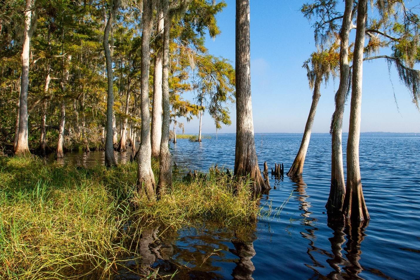 Trees growing at the shore of a lake