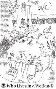 Who Lives in the Wetland coloring sheet