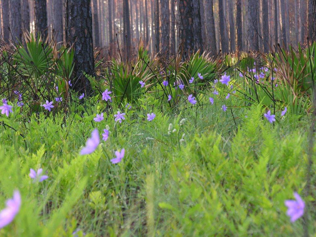 Bartrams ixia flowers