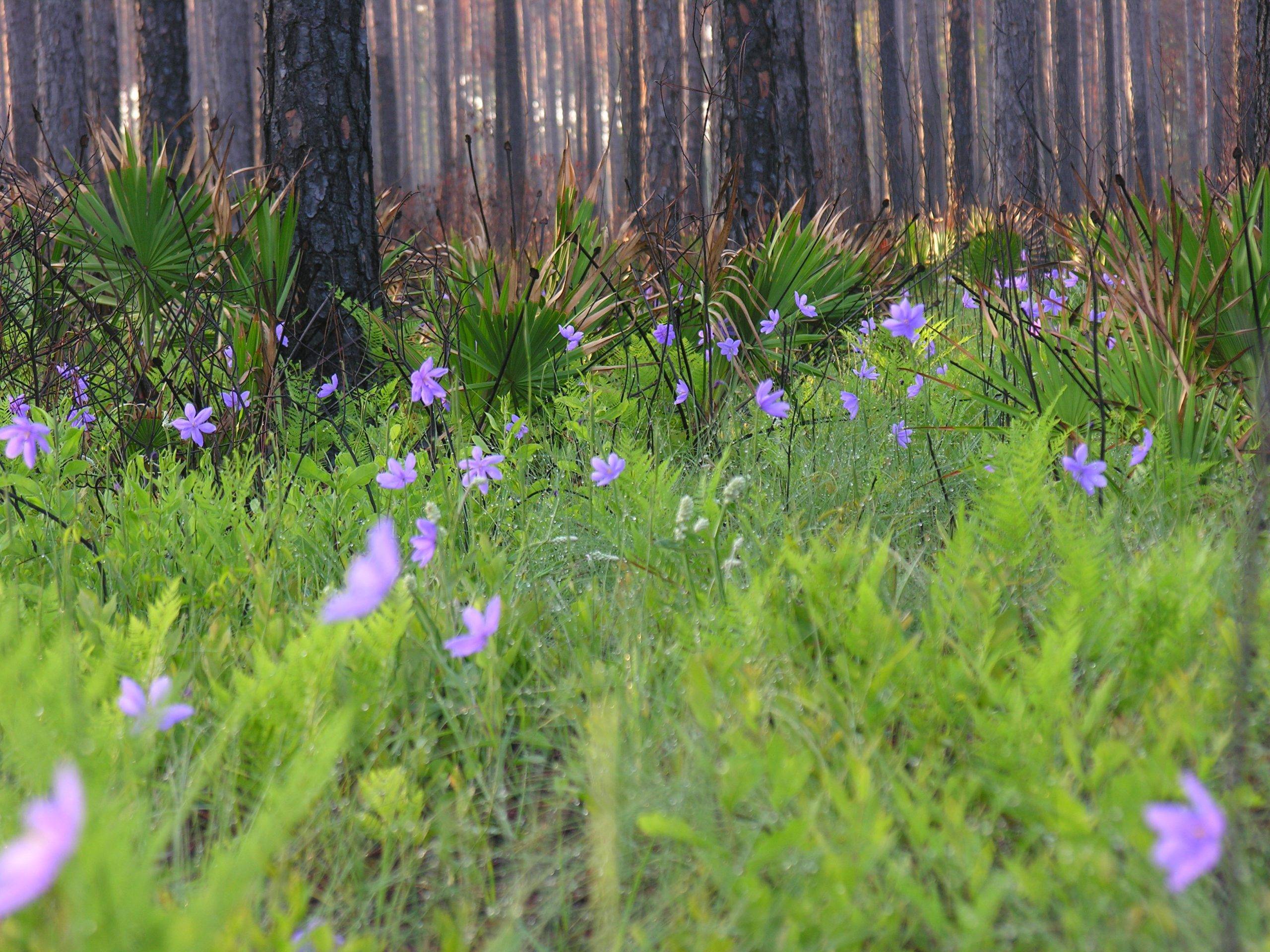 Bartrams ixia flowers