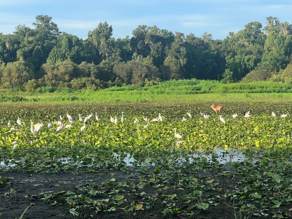 Single deer among white birds on a lake