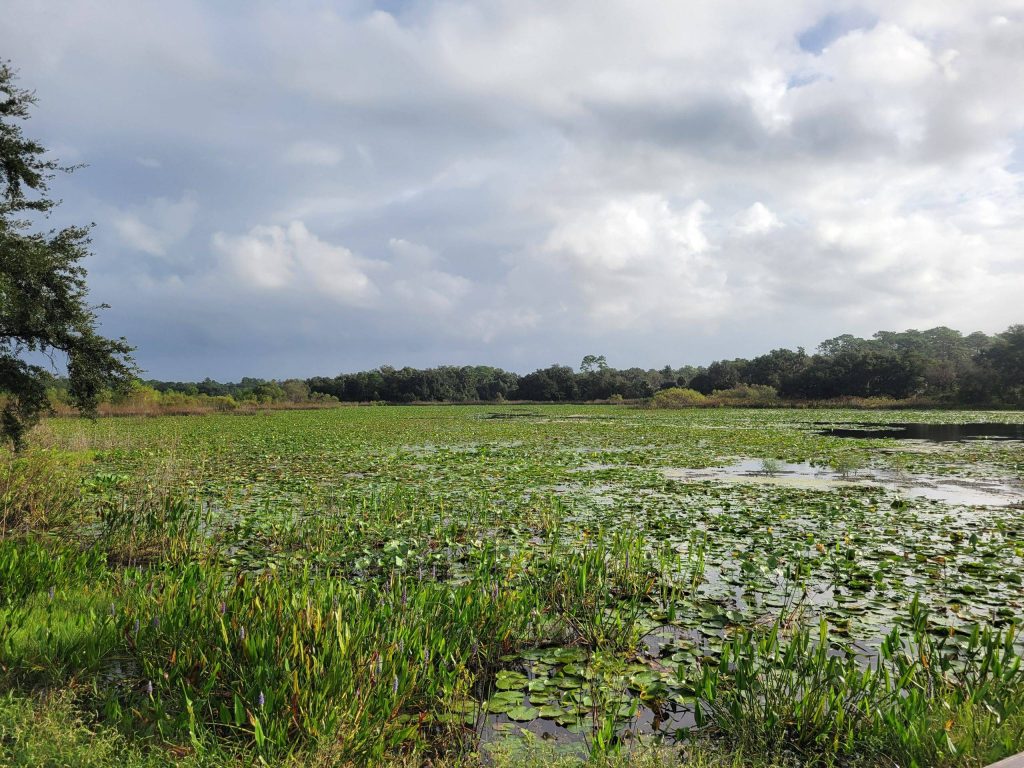 lake with lilies growing on Lake Prevatt