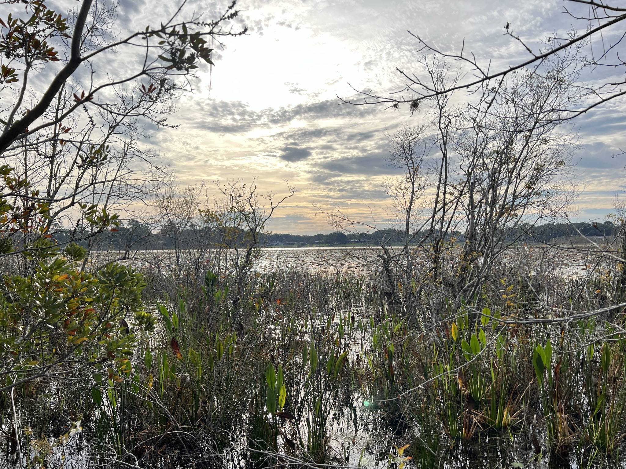 Tall shrubs growing out near a shore