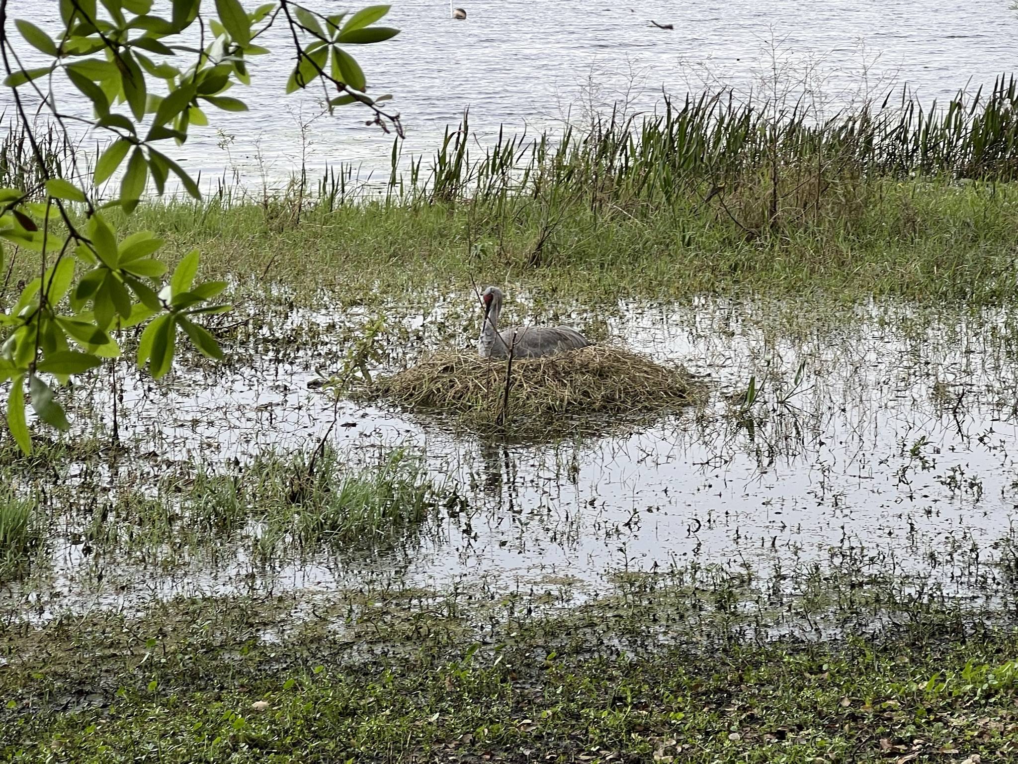 Nesting Sandhill Crane