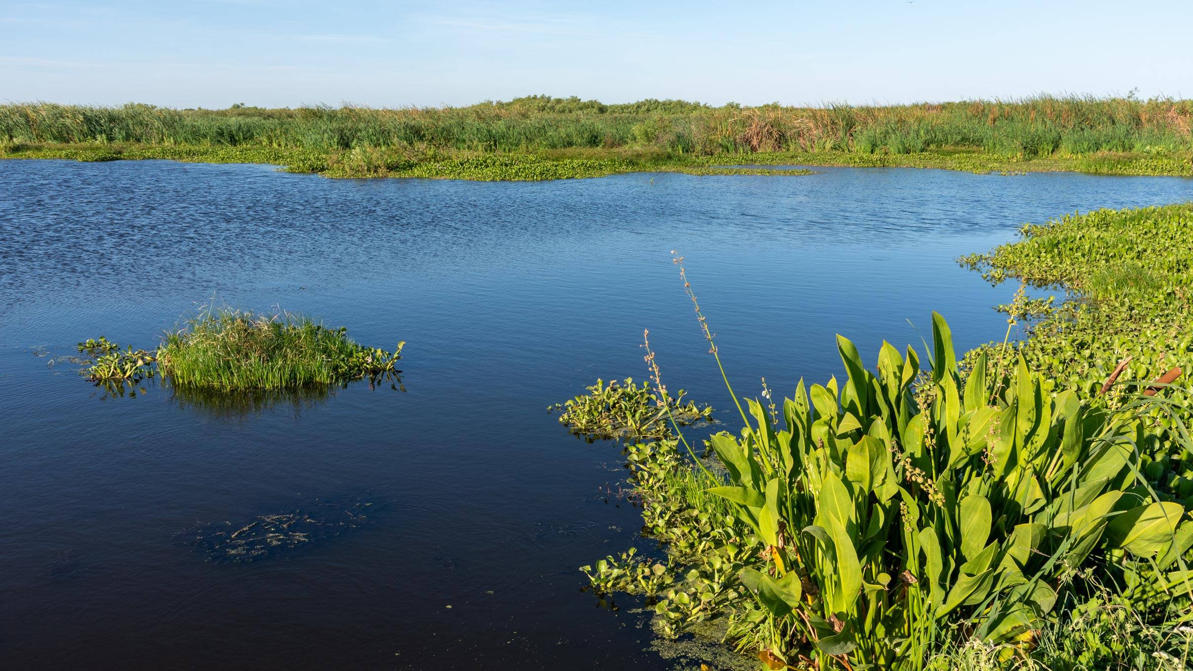 Serine wetland