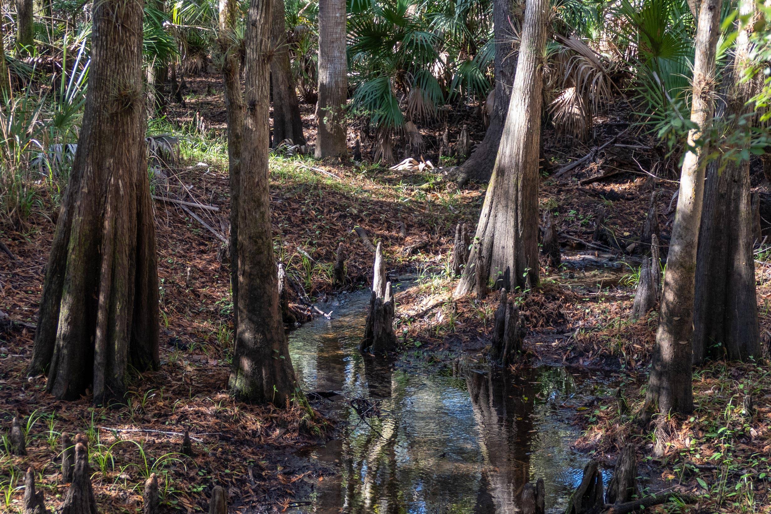 Small stream running through cypress knees
