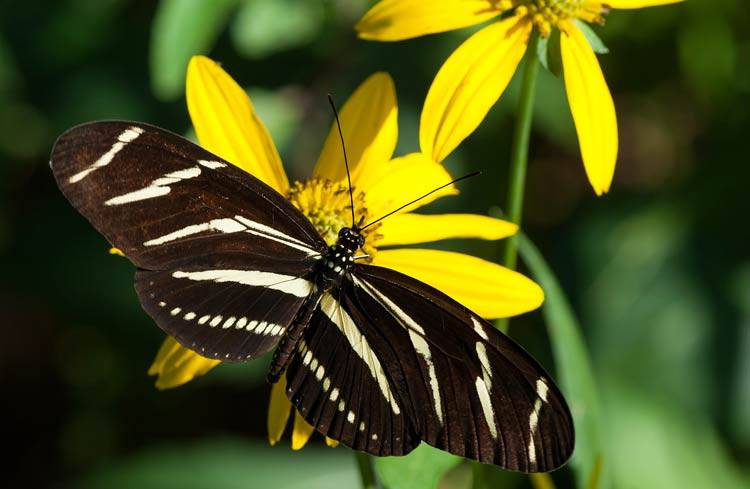 Butterfly sitting on a yellow flower, part of environmental stewardship