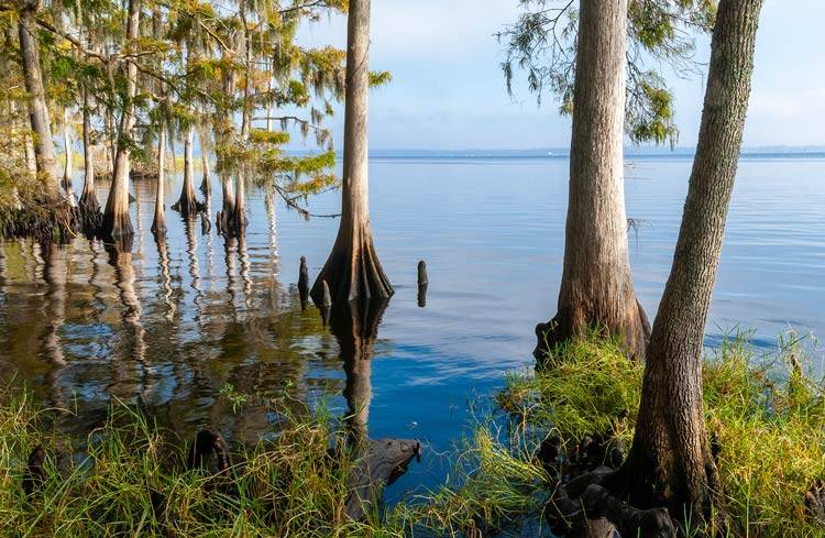 Environmental stewardship helps cypresses grow out of shallow water which effect water reuse