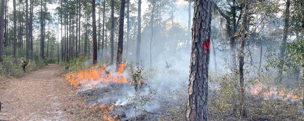 Grass burning by pine trees