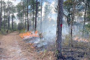 Grass burning by pine trees