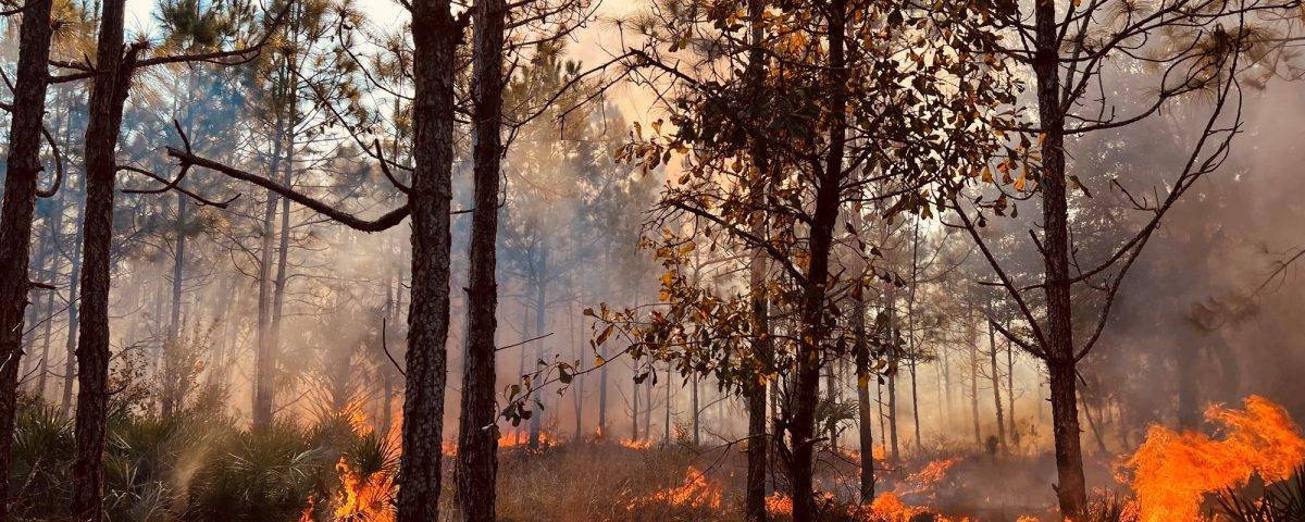 Shrubs burning