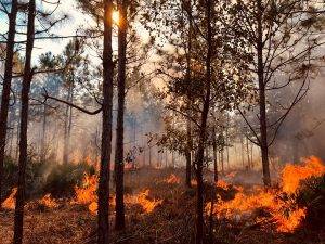 Shrubs burning