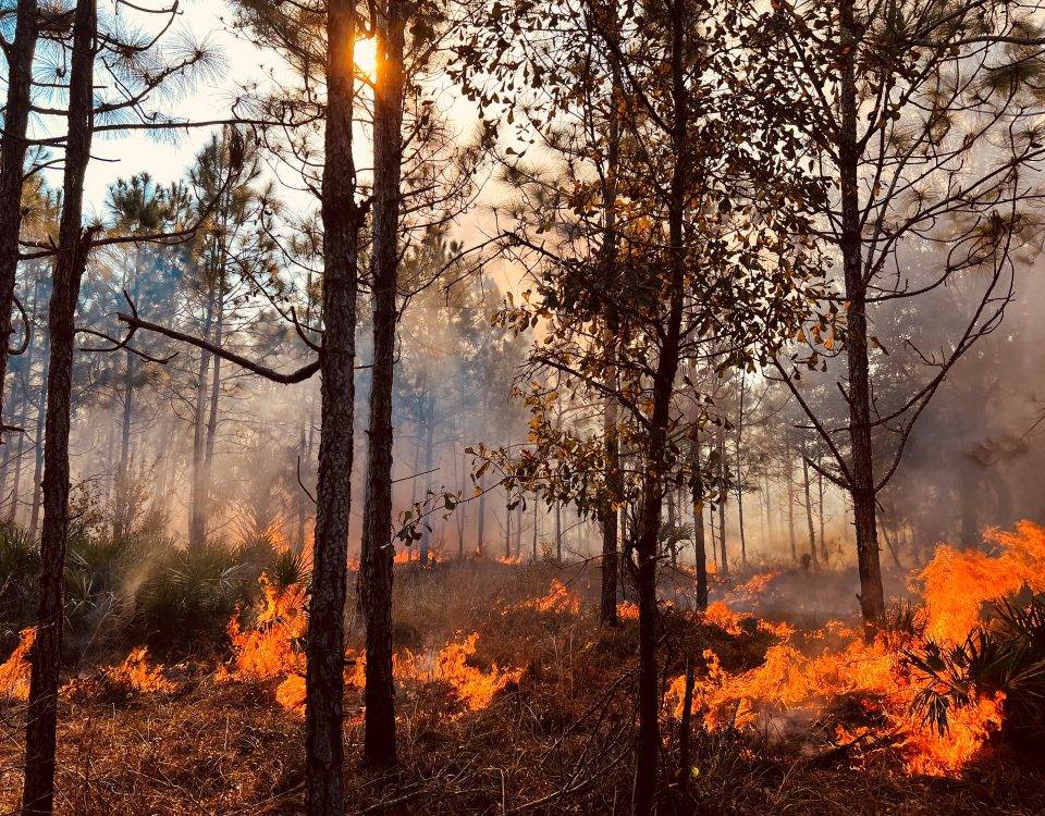 Shrubs burning