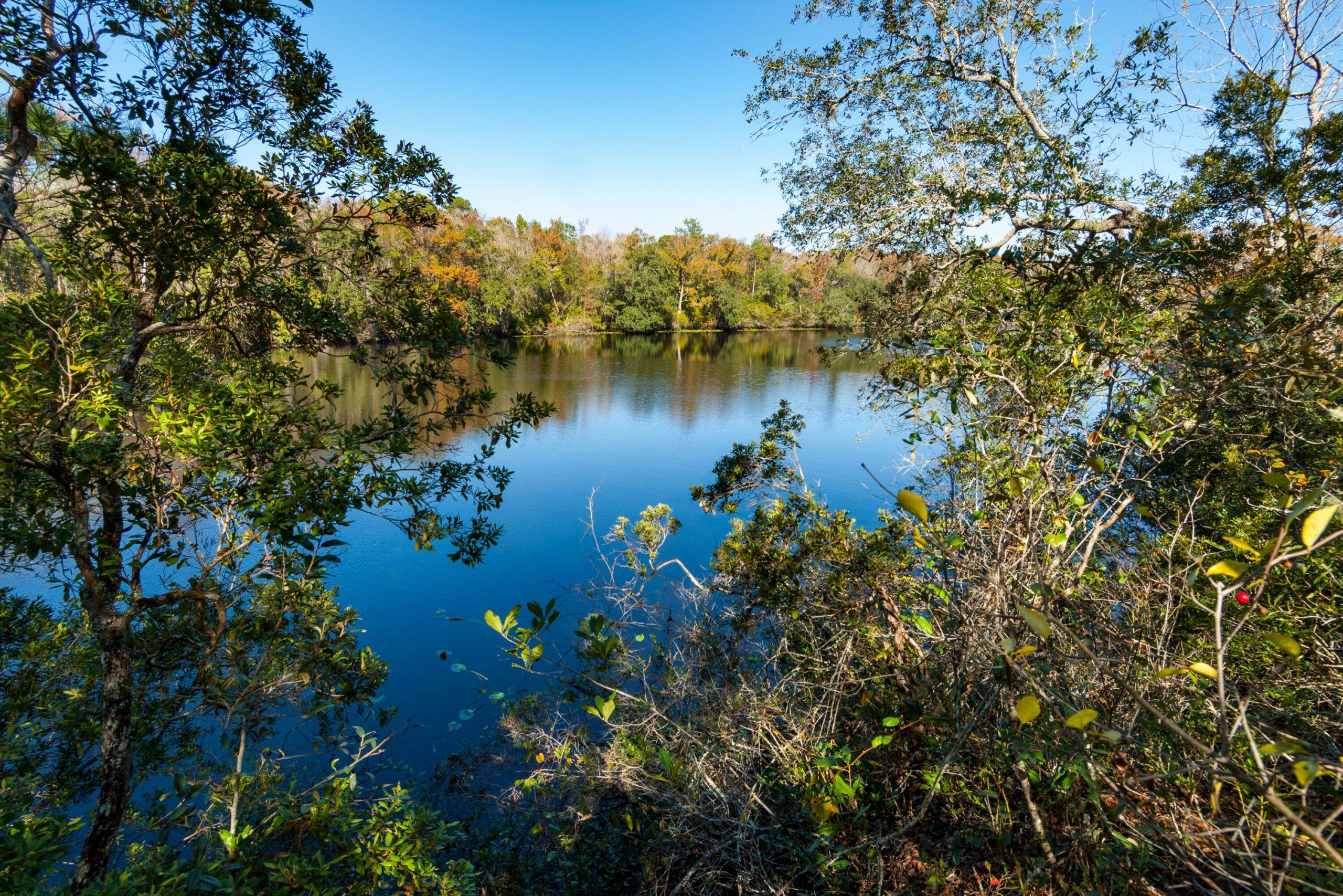 overlooking Black Creek through blanches