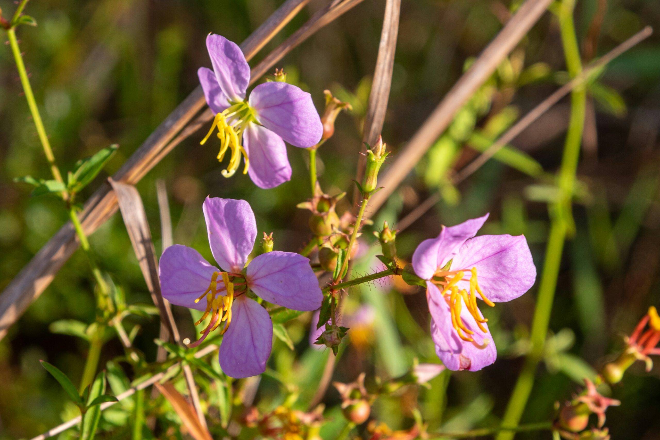 Violet wild flowers