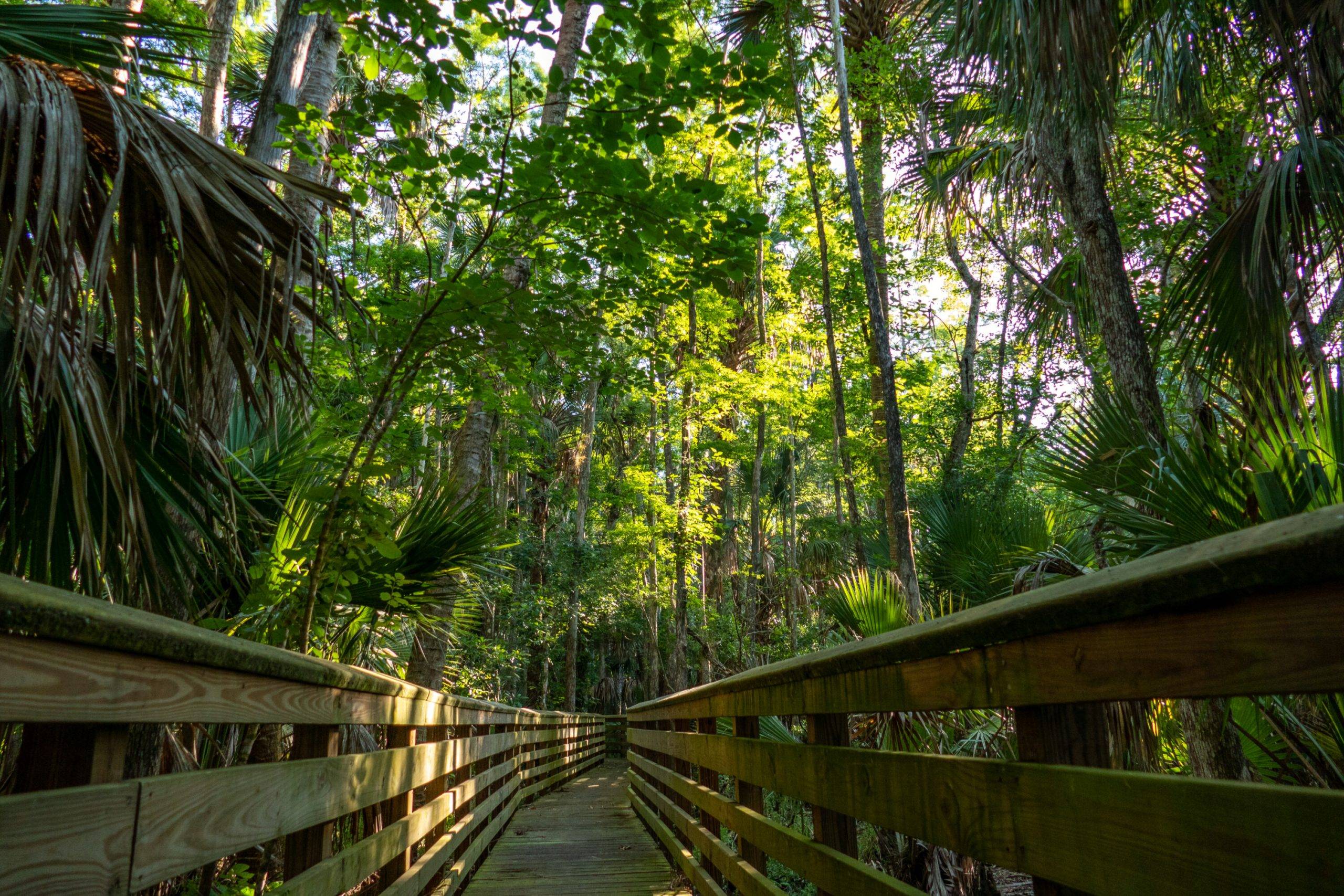 The boardwalk surrounded by trees