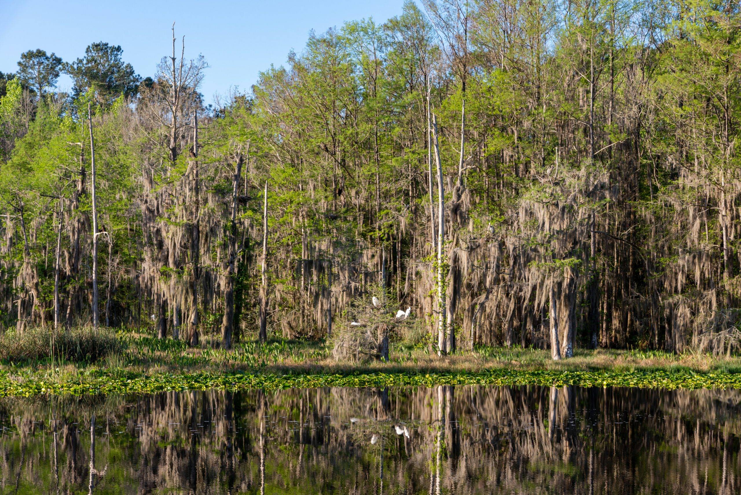 Sunnyhill Restoration Area shore line