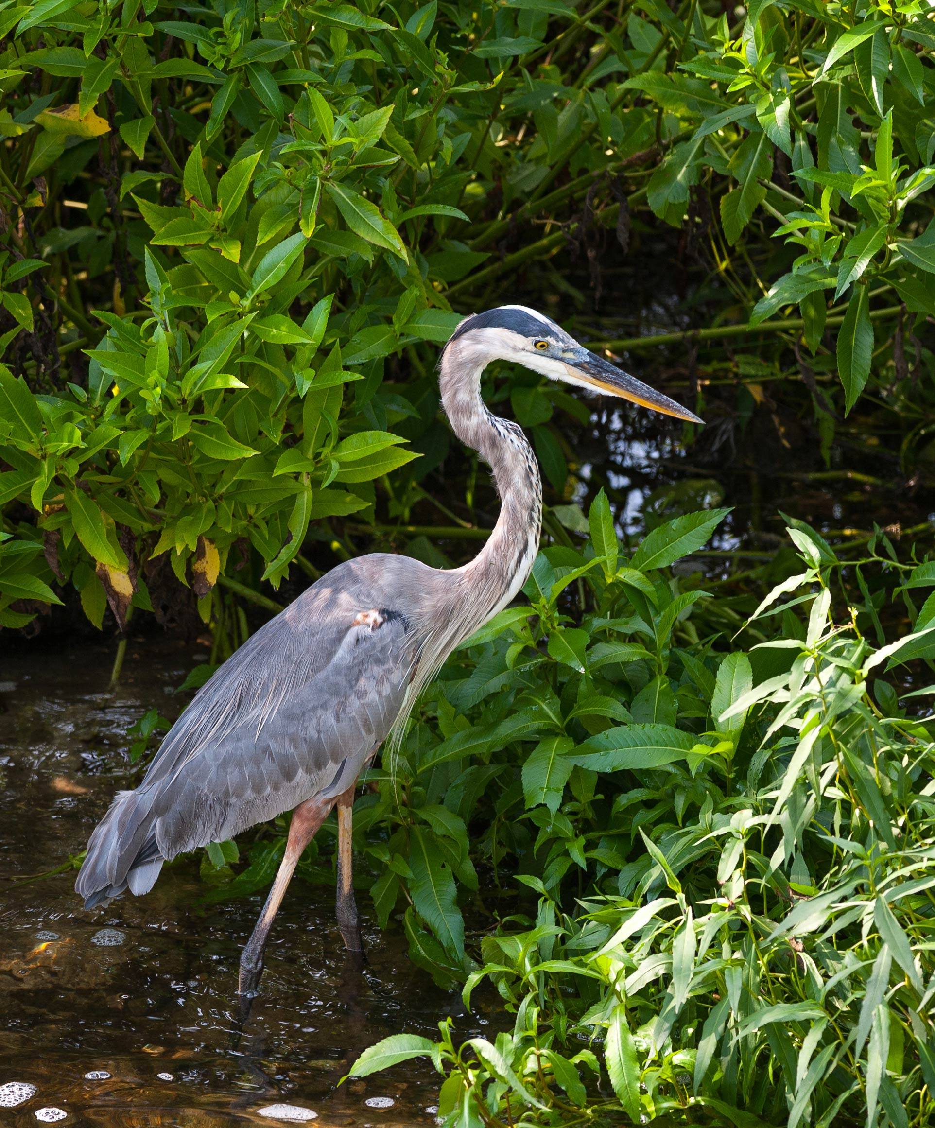 A great blue heron