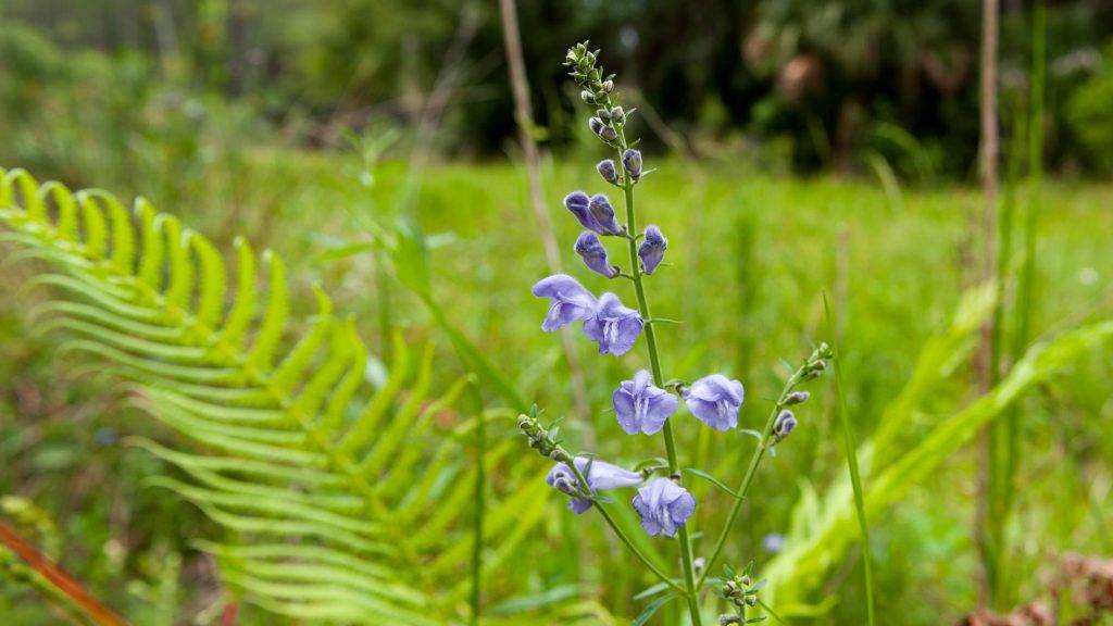 A helmet skullcap wildflower