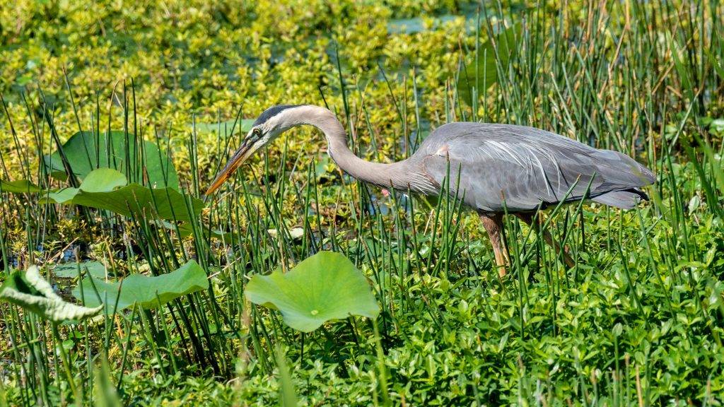 great blue heron hunting