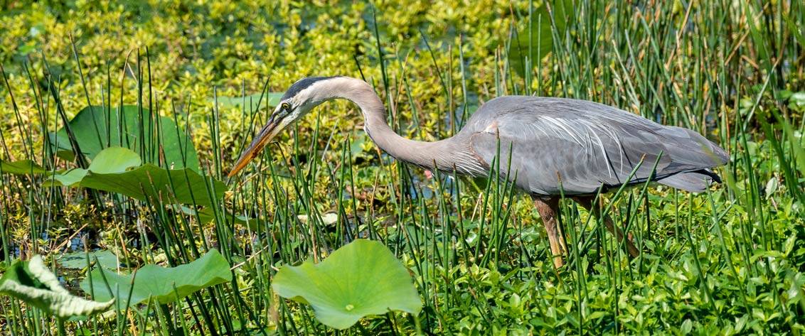 great blue heron hunting