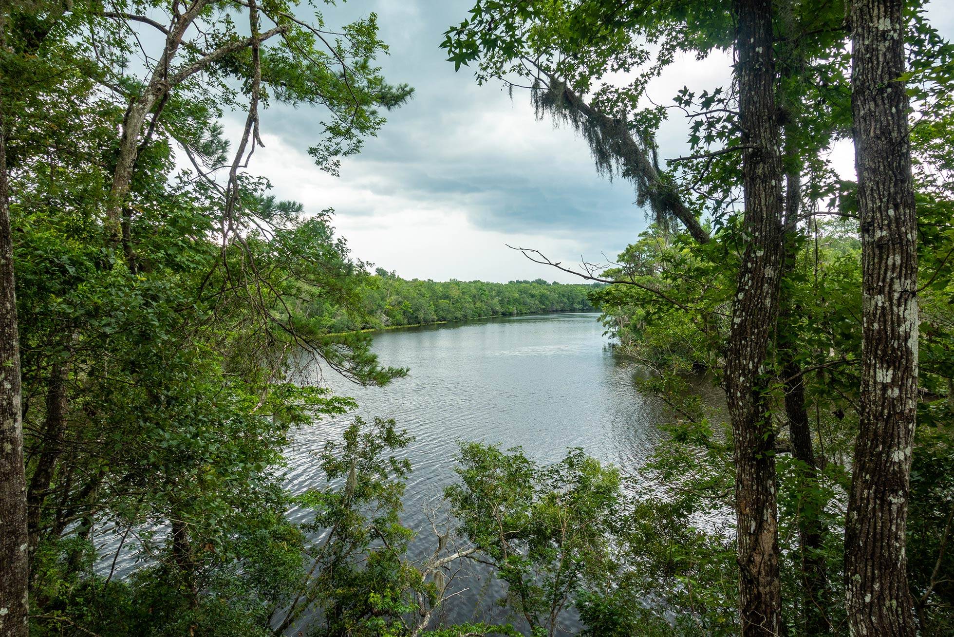 View of Black Creek through branches