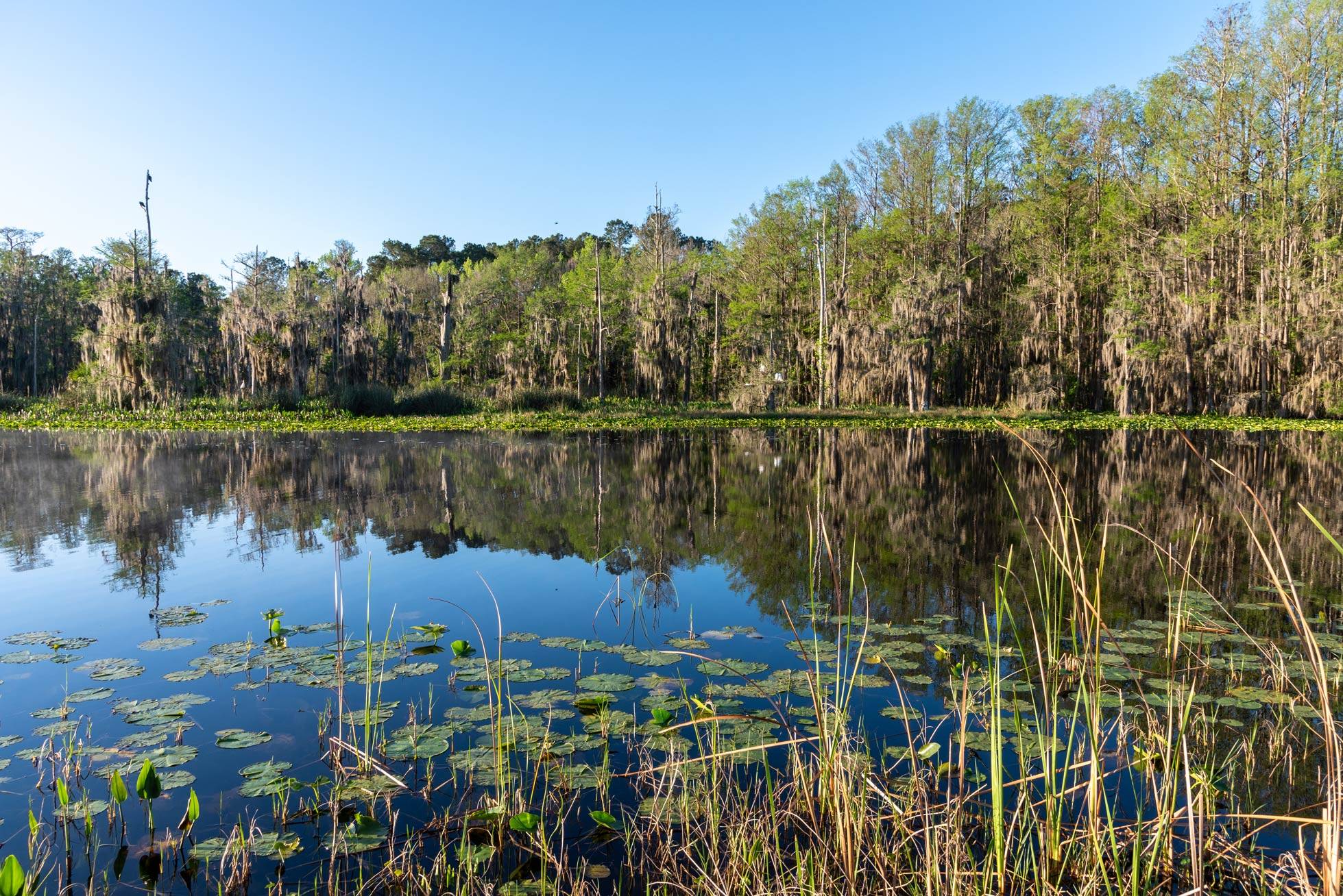 View of Ocklawaha River from the shore