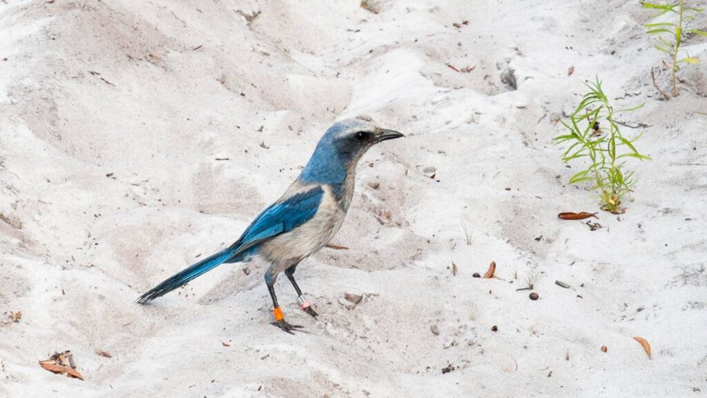 scrub jay