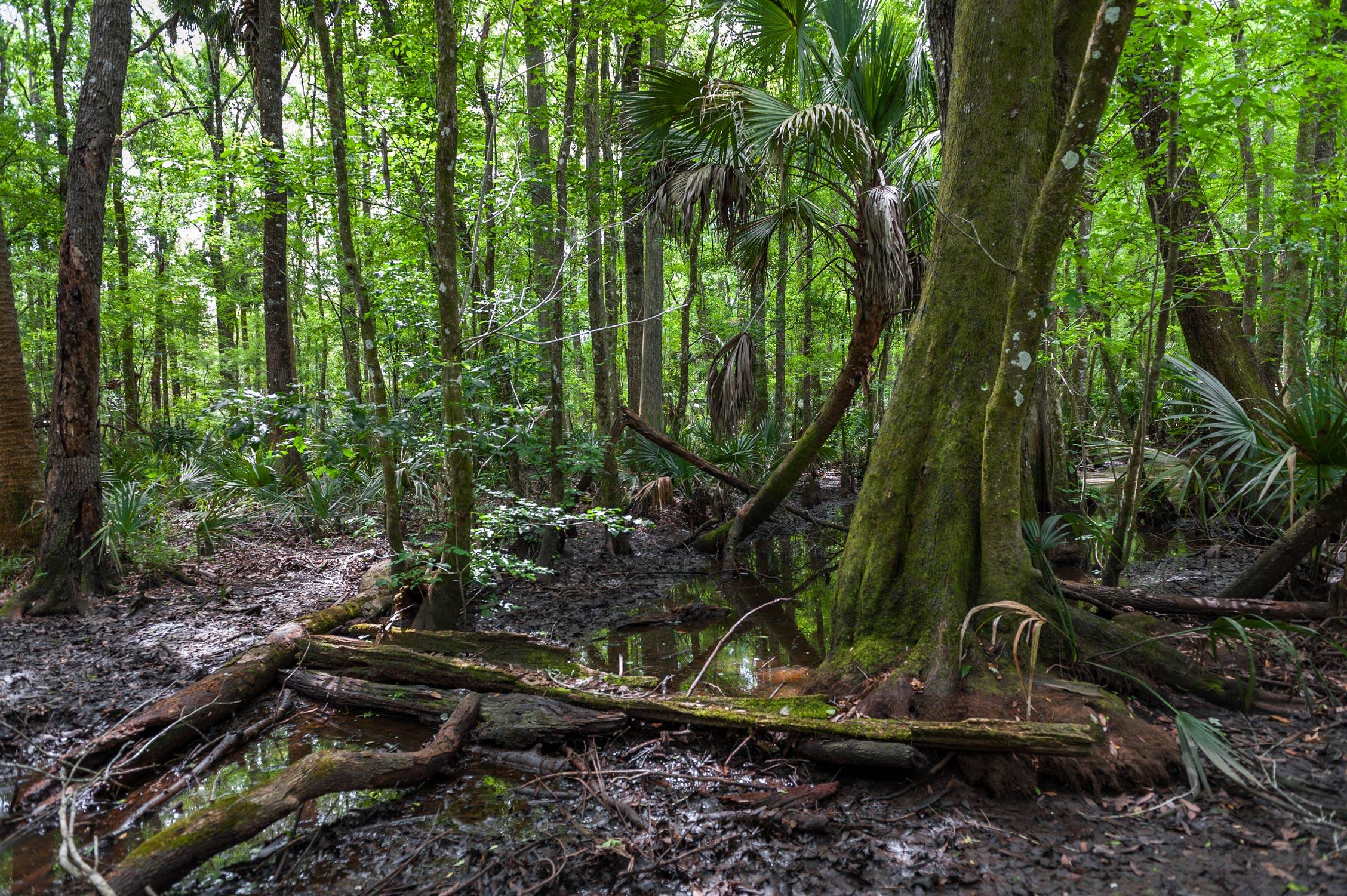 View of a forested area