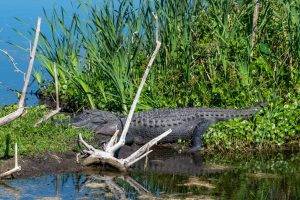 Alligators sitting on a shore