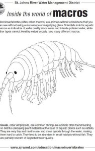 Macroinvertebrate coloring sheet