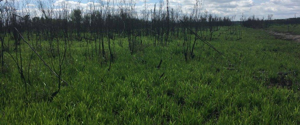 Native maidencane grass