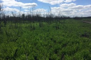 Native maidencane grass