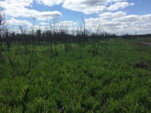 Native maidencane grass