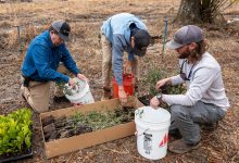 Three men stowing saplings in a box