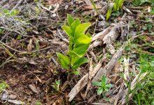 Magnolia seedlings