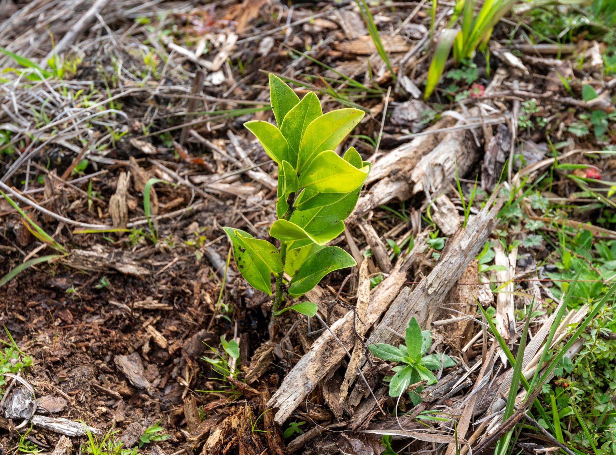 Magnolia seedlings