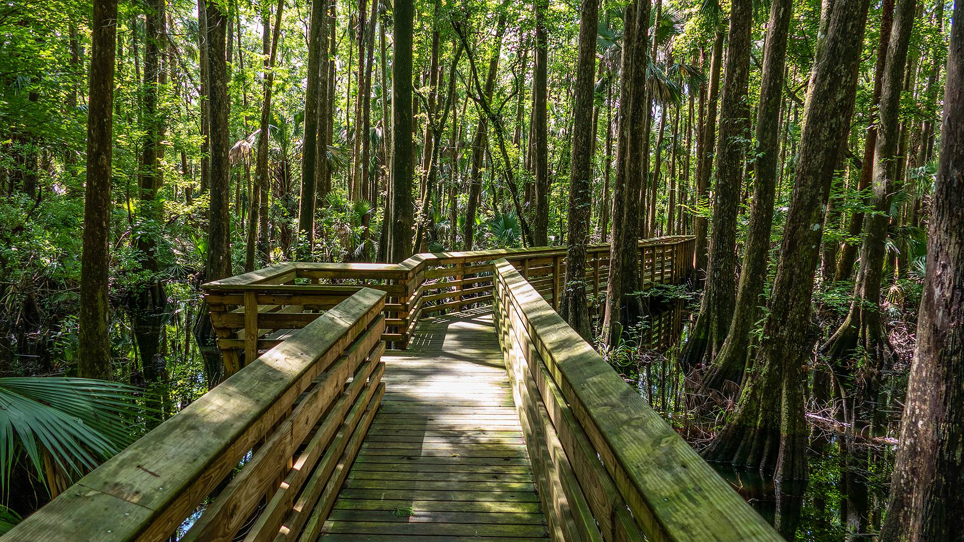A wooden boardwalk proceeding back into a forested wetland