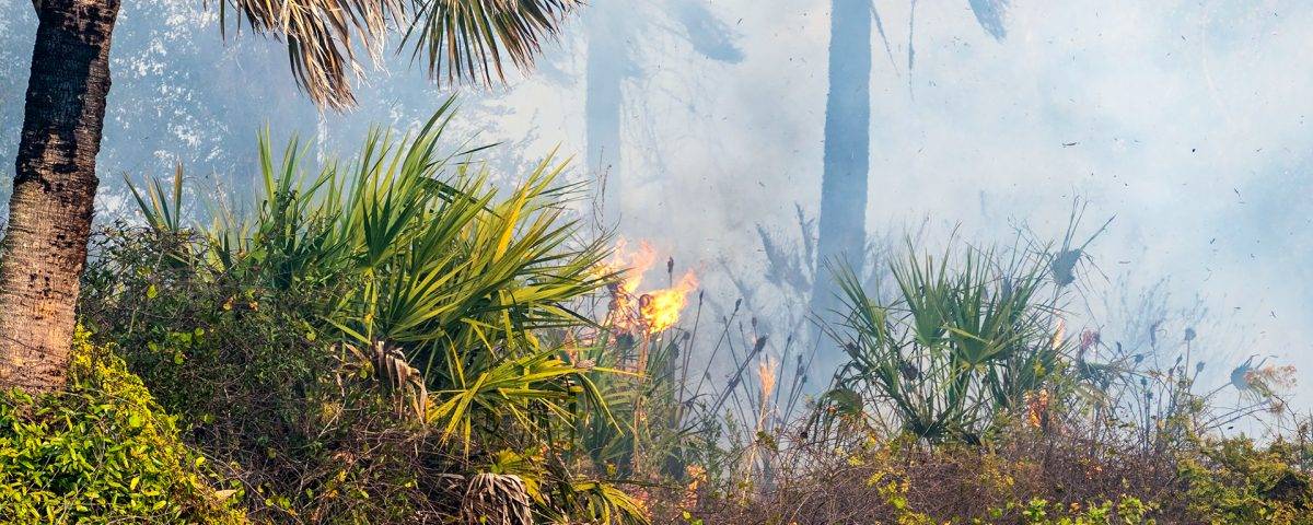 Prescribed fire burning through underbrush