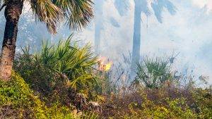 Prescribed fire burning through underbrush