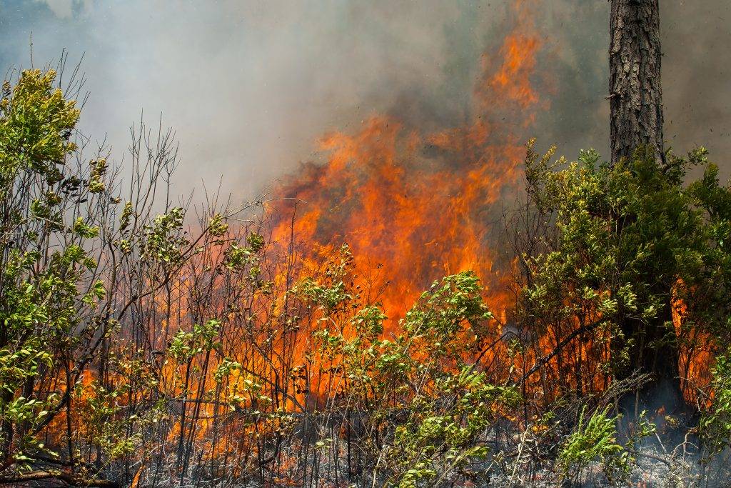 Prescribed fired burning away under brush