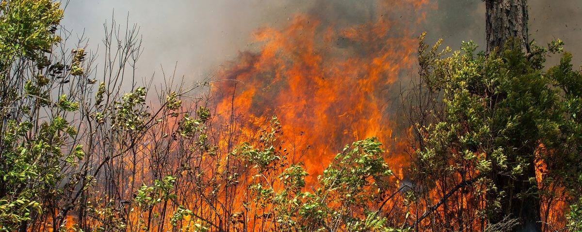 Prescribed fired burning away under brush