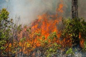 Prescribed fired burning away under brush