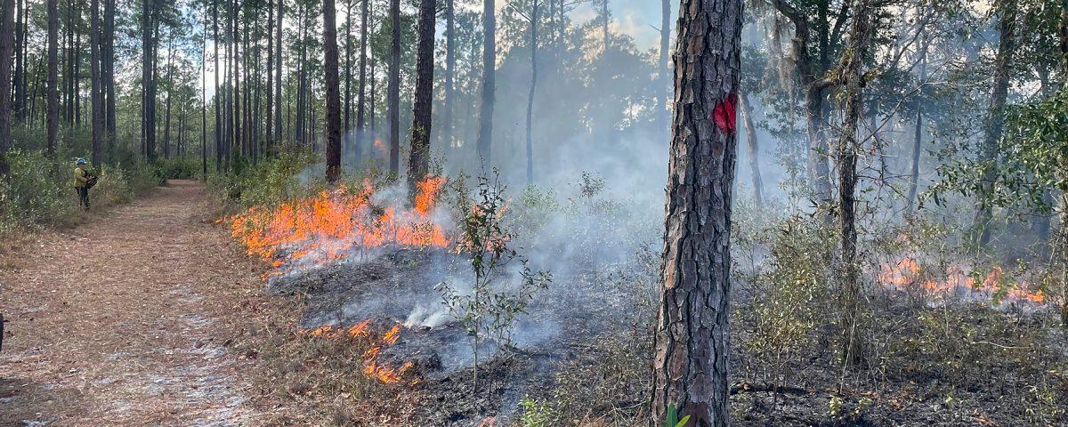 Prescribed fire burns the under brush through a pine forest