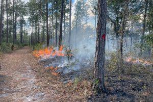 Prescribed fire burns the under brush through a pine forest
