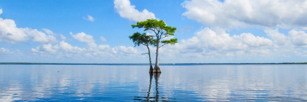 A pair of cypress trees on a large lake