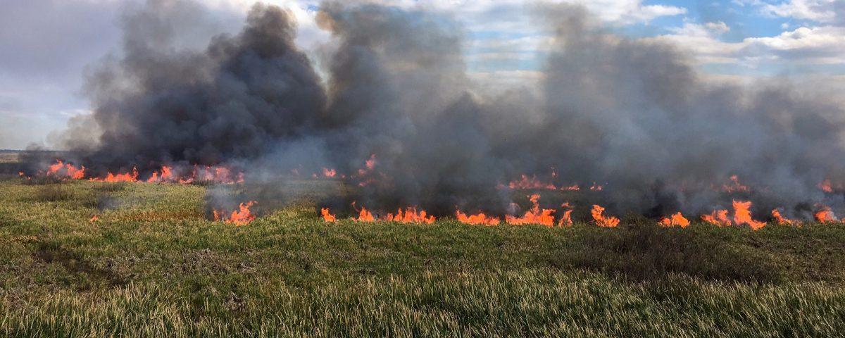 Prescribed fire burning in an open marsh
